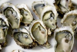 Shellfish Safety